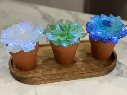 05/09/26 Bloom & Belong: A Morning for Every Daughter (Succulent Flower Creation Experience) @ Mercy Church